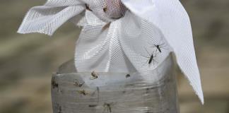 La situación de dengue en Jalisco pudo haber sido peor, afirma la SSJ