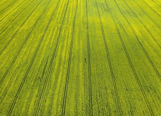 Bioestimulantes vs. fertilizantes tradicionales en agricultura