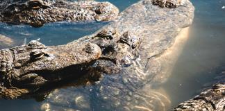 Proponen reubicar a cocodrilos a estero en Puerto Vallarta Proponen reubicar a cocodrilos a estero en Puerto Vallarta