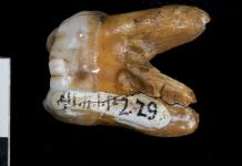 La huella genética de los denisovanos ayudó a nuestra especie a sobrevivir en América