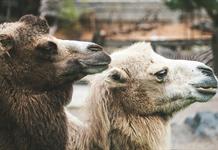 Kenia reemplaza las vacas por camellos para enfrentar la sequía