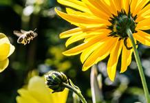 Científicos australianos descubren una abeja lucifer con cuernos