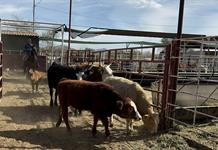 México interrumpe la exportación de ganado desde Sonora a EE.UU. por caso de fiebre aftosa México interrumpe la exportación de ganado desde Sonora a EE.UU. por caso de fiebre aftosa
