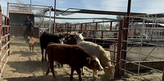 M&eacute;xico interrumpe la exportaci&oacute;n de ganado desde Sonora a EE.UU. por caso de fiebre aftosa