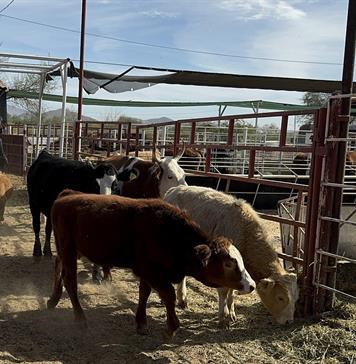 México suma 14.321 casos de gusano barrenador y acelera esfuerzos entre bloqueo de EEUU