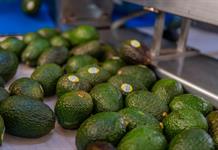 México acuerda medidas en seguridad y sanidad para fortalecer la industria del aguacate