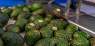 México acuerda medidas en seguridad y sanidad para fortalecer la industria del aguacate México acuerda medidas en seguridad y sanidad para fortalecer la industria del aguacate