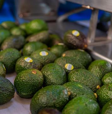 México acuerda medidas en seguridad y sanidad para fortalecer la industria del aguacate México acuerda medidas en seguridad y sanidad para fortalecer la industria del aguacate