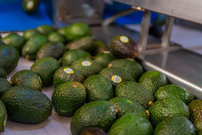 México acuerda medidas en seguridad y sanidad para fortalecer la industria del aguacate México acuerda medidas en seguridad y sanidad para fortalecer la industria del aguacate