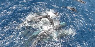 El parto de los cachalotes es una experiencia en la que colabora toda la manada