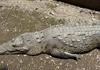 Alertan sobre ecocidio de cocodrilos en Puerto Vallarta tras ola de desinformación