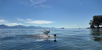 Robot con alas y cola creado por MIT facilita estudio de aves buceadoras