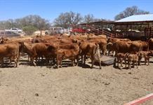 Región Sanitaria 06 registra seis casos de gusano barrenador en animales y uno en humano