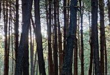 México reúne a comunidades y representantes del sector forestal para impulsar conservación México reúne a comunidades y representantes del sector forestal para impulsar conservación