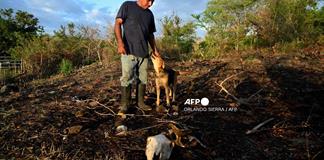Ma&iacute;z seco, vacas raqu&iacute;ticas: la sequ&iacute;a de El Ni&ntilde;o arrasa Centroam&eacute;rica