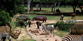 Entre apagones y escasez, el Zoológico Nacional de Cuba lucha por preservar especies protegidas Entre apagones y escasez, el Zoológico Nacional de Cuba lucha por preservar especies protegidas