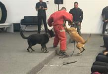 Escuadrón Canino de Zapopan cumple 30 años y se prepara para el Mundial