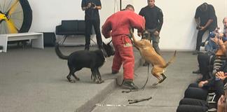 Escuadrón Canino de Zapopan cumple 30 años y se prepara para el Mundial Escuadrón Canino de Zapopan cumple 30 años y se prepara para el Mundial