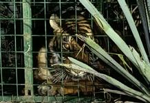 Capturan al tigre que alertó a habitantes de La Barca Capturan al tigre que alertó a habitantes de La Barca