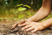 Reforestarán con especies nativas Parque Ecológico Metropolitano La Eucalera Reforestarán con especies nativas Parque Ecológico Metropolitano La Eucalera