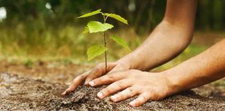 Reforestar&aacute;n con especies nativas Parque Ecol&oacute;gico Metropolitano La Eucalera