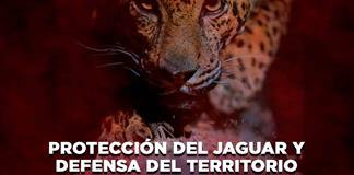 Protecci&oacute;n del Jaguar y Defensa del territorio - El Expresso de las 10 - Ju. 01 Octubre