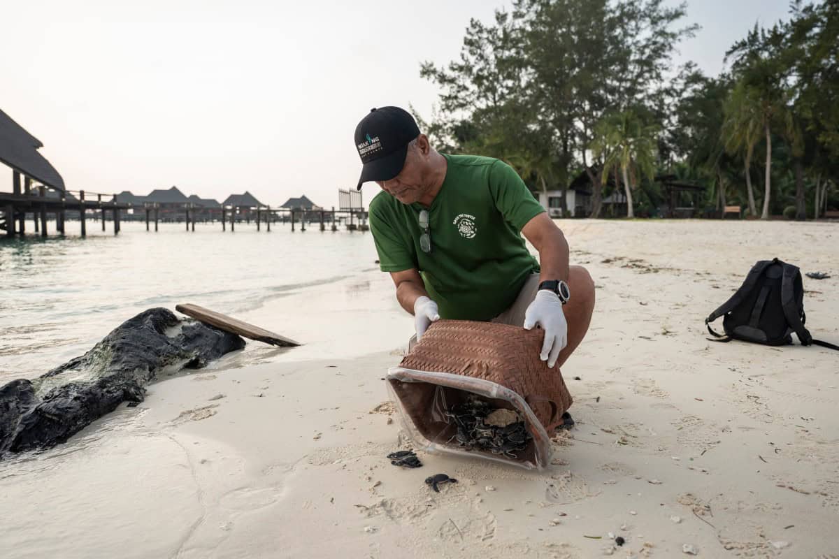 Frente al declive de las especies, la tortuga verde ofrece un rayo de esperanza Frente al declive de las especies, la tortuga verde ofrece un rayo de esperanza