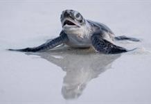 Frente al declive de las especies, la tortuga verde ofrece un rayo de esperanza Frente al declive de las especies, la tortuga verde ofrece un rayo de esperanza