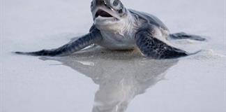 Frente al declive de las especies, la tortuga verde ofrece un rayo de esperanza Frente al declive de las especies, la tortuga verde ofrece un rayo de esperanza