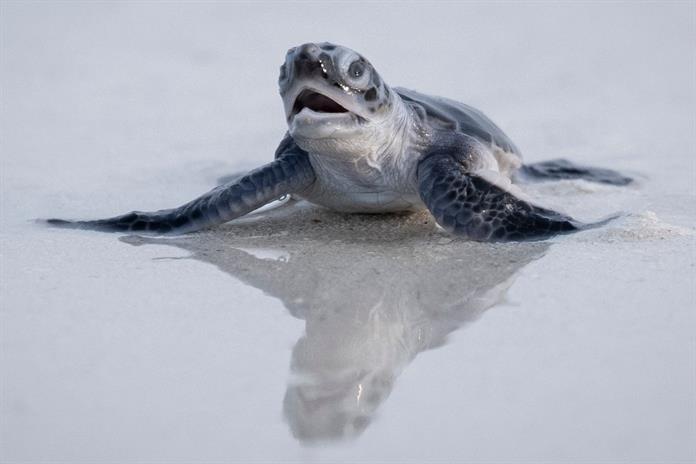 Frente al declive de las especies, la tortuga verde ofrece un rayo de esperanza Frente al declive de las especies, la tortuga verde ofrece un rayo de esperanza