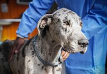 Los perros más grandes envejecen antes y la respuesta puede estar en los genes saltarines Los perros más grandes envejecen antes y la respuesta puede estar en los genes saltarines