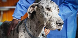 Los perros más grandes envejecen antes y la respuesta puede estar en los genes saltarines Los perros más grandes envejecen antes y la respuesta puede estar en los genes saltarines