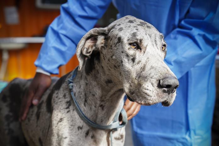 Los perros más grandes envejecen antes y la respuesta puede estar en los genes saltarines Los perros más grandes envejecen antes y la respuesta puede estar en los genes saltarines