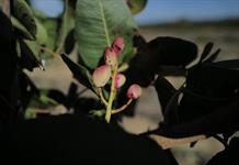 De vi&ntilde;edos a pistacheros: una transici&oacute;n obligada en Francia por el calor y el menor consumo de vino