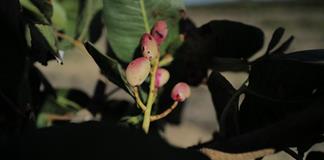 De viñedos a pistacheros: una transición obligada en Francia por el calor y el menor consumo de vino De viñedos a pistacheros: una transición obligada en Francia por el calor y el menor consumo de vino