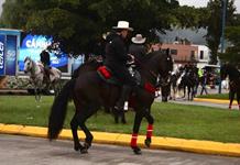 Salud Animal no ha recibido denuncias por ca&iacute;da de caballo durante cabalgata