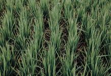 Una cultivadora de arroz italiana apuesta por la biodiversidad para combatir el calor Una cultivadora de arroz italiana apuesta por la biodiversidad para combatir el calor