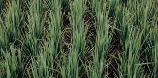 Una cultivadora de arroz italiana apuesta por la biodiversidad para combatir el calor