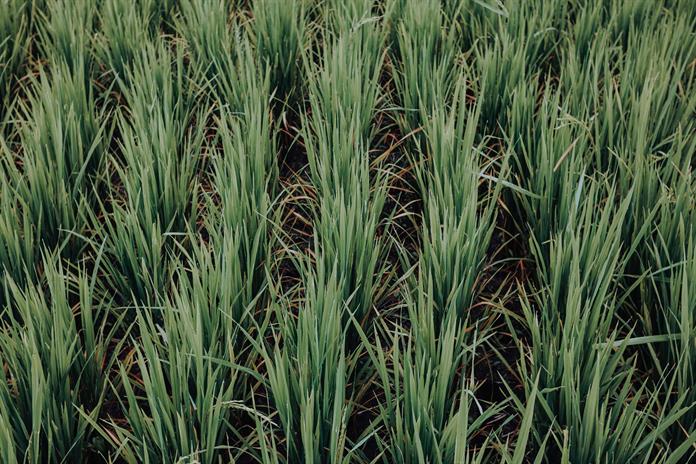 Una cultivadora de arroz italiana apuesta por la biodiversidad para combatir el calor Una cultivadora de arroz italiana apuesta por la biodiversidad para combatir el calor