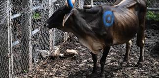 El Ni&ntilde;o trae una &eacute;poca de vacas flacas a los mercados de ganado de El Salvador