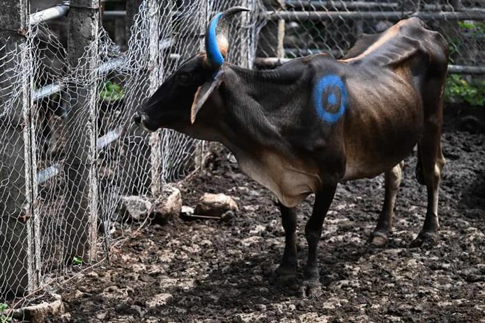 El Niño trae una época de vacas flacas a los mercados de ganado de El Salvador El Niño trae una época de vacas flacas a los mercados de ganado de El Salvador