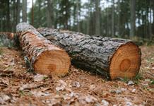 La deforestación se ralentizó a nivel global en 2025, con contribución clave de América Latina La deforestación se ralentizó a nivel global en 2025, con contribución clave de América Latina