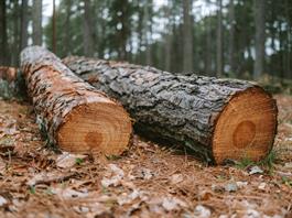 La deforestación se ralentizó a nivel global en 2025, con contribución clave de América Latina La deforestación se ralentizó a nivel global en 2025, con contribución clave de América Latina