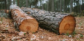 La deforestaci&oacute;n se ralentiz&oacute; a nivel global en 2025, con contribuci&oacute;n clave de Am&eacute;rica Latina