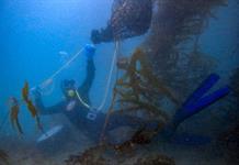 México protege bosque submarino amenazado por El Niño México protege bosque submarino amenazado por El Niño