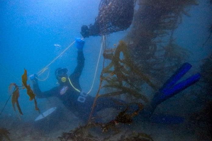 México protege bosque submarino amenazado por El Niño México protege bosque submarino amenazado por El Niño