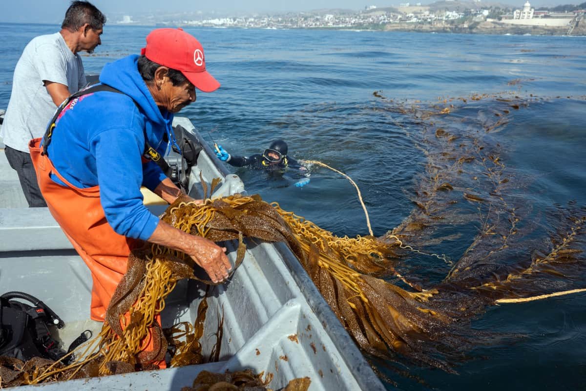 México protege bosque submarino amenazado por El Niño México protege bosque submarino amenazado por El Niño