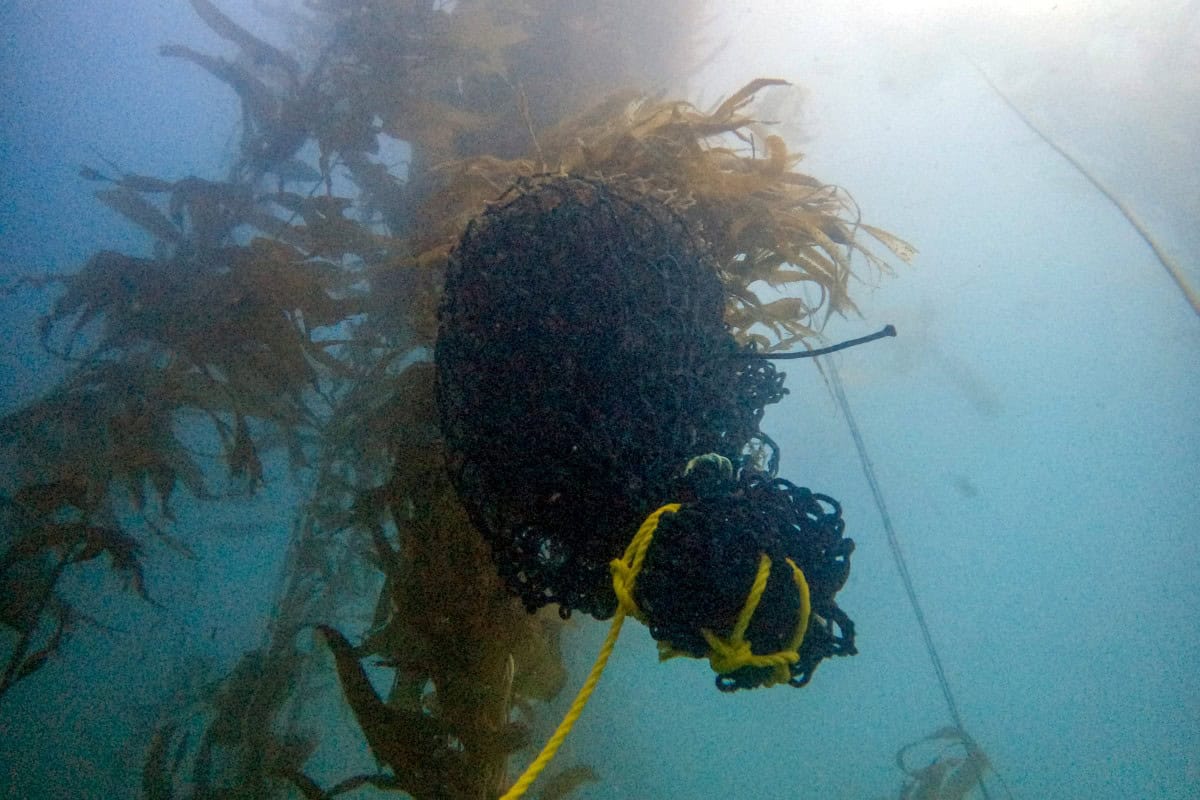 México protege bosque submarino amenazado por El Niño México protege bosque submarino amenazado por El Niño