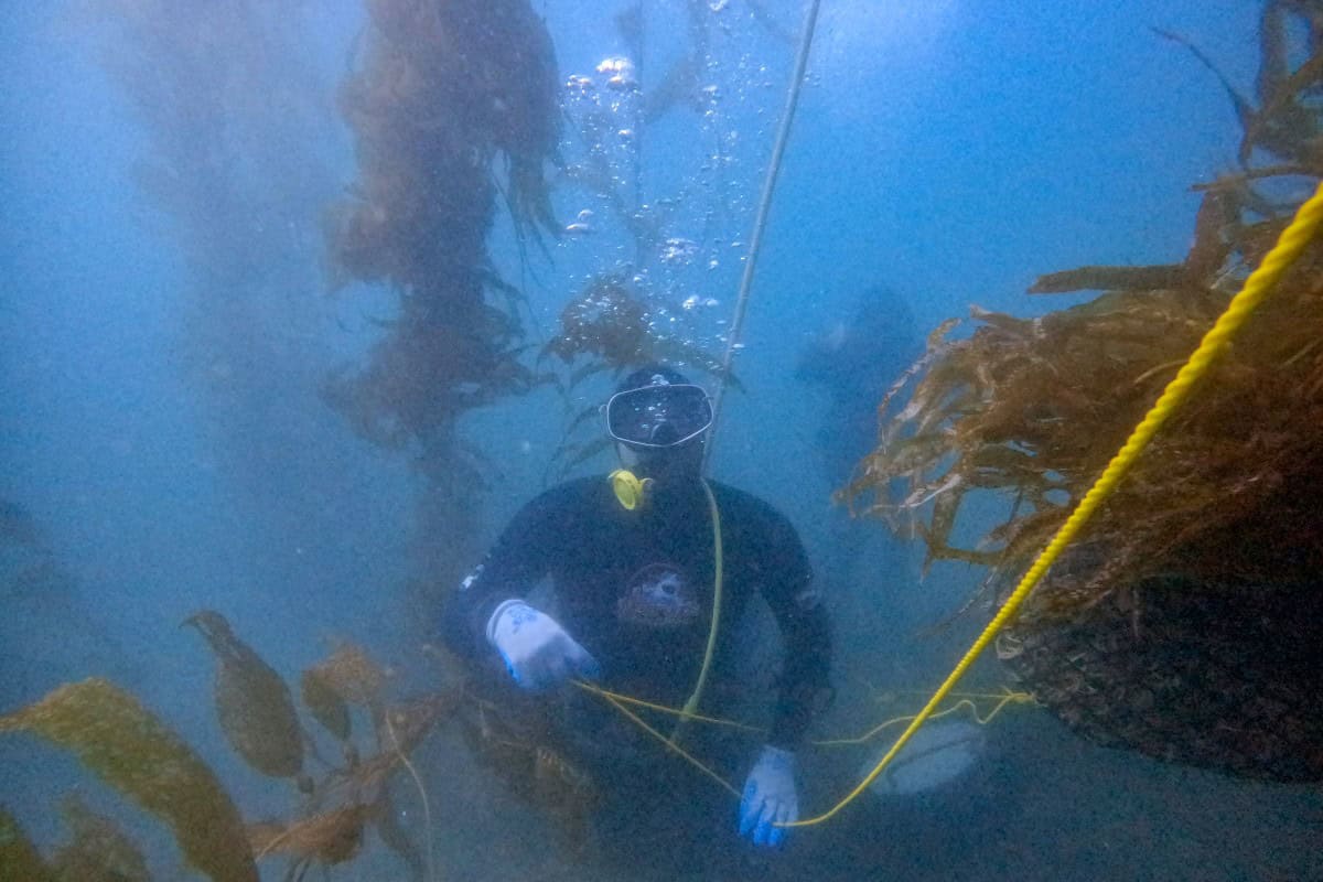 México protege bosque submarino amenazado por El Niño México protege bosque submarino amenazado por El Niño