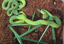 Aduanas de Alemania interceptan a mexicano con 90 reptiles venenosos en aeropuerto de Colonia